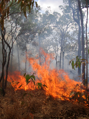 Can-you-help-queensland-bushfire-victims