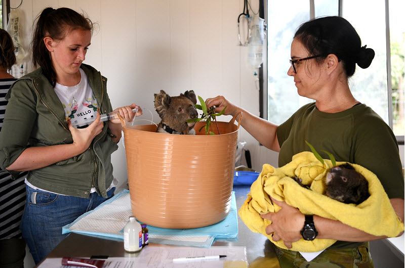bushfire-recovery-wildlife-carer-grants-available