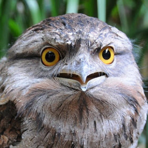 North Lakes Frogmouth Owls