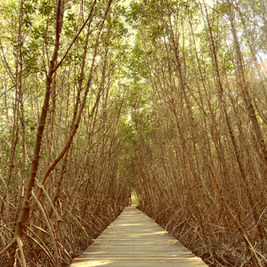 Mother-Mangrove-Featured-image