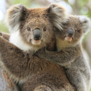 Koala-USC-research