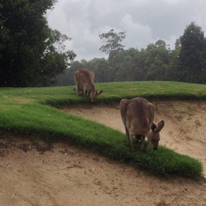 Roos-at-North-Lakes-Golf-Course