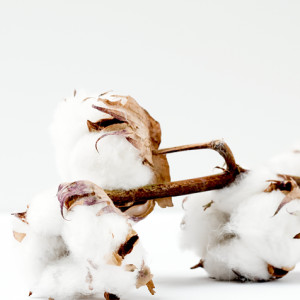 Cotton-can-be-grown-sustainably