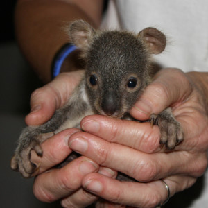 baby-koala-moreton-bay-koala-rescue