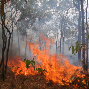 Bushfire-emergency-Queensland