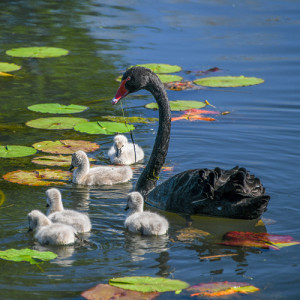 Black-swan-with-cygnets