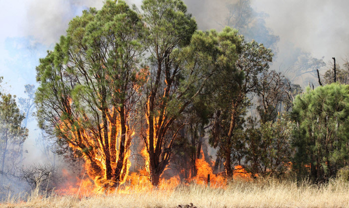 australian-bushfires-2020