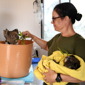 wildlife-carer-grants-available-qld-state-gov
