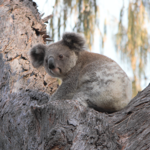 koala-search-team-bushfire-article